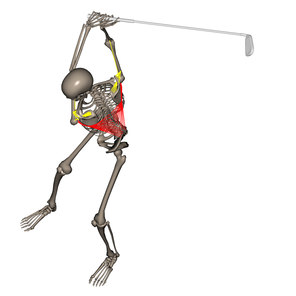 Golf spielender Skelettmann von Christian Neumaier - Anatomie - m. latissimus dorsi - Golf Biomechanik